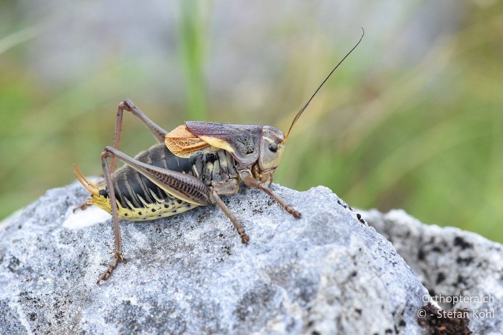 Psorodonotus fieberi ♂ - BG, Blagoewgrad, Bergwiese bei Pass nach Pirin, 12.07.2018