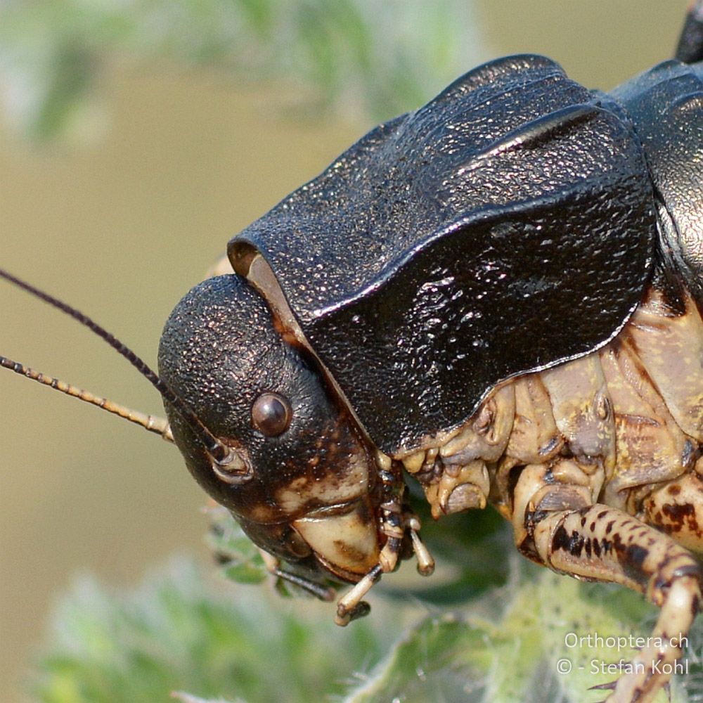 ♂ der Langfühlerschrecke Bradyporus dasypus - GR, Westmakedonien, Klidi, 09.07.2013