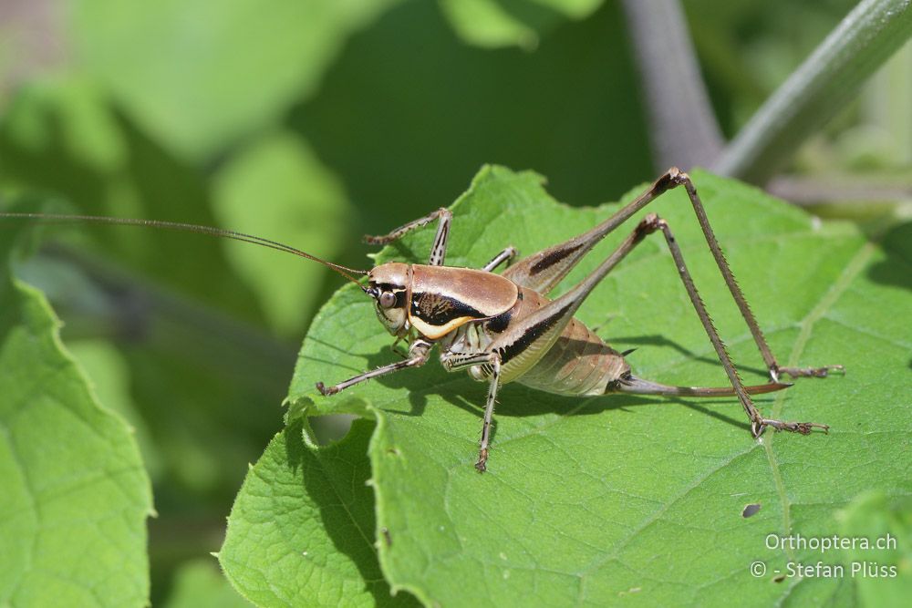 Eupholidoptera smyrnensis ♀ - BG, Chaskowo, Matochina, 09.07.2018