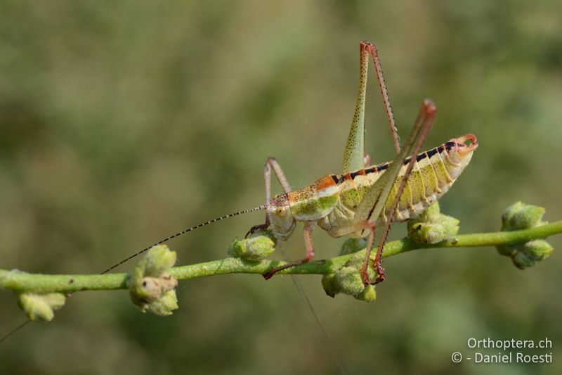 Poecilimon macedonicus ♂ - GR, Zentralmakedonien, Vyroneia, 08.07.2017