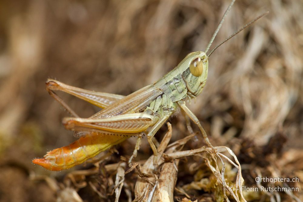 Dickkopf-Grashüpfer (Euchorthippus declivus) - Nordöstlich von Paramythia, 11.07.2011