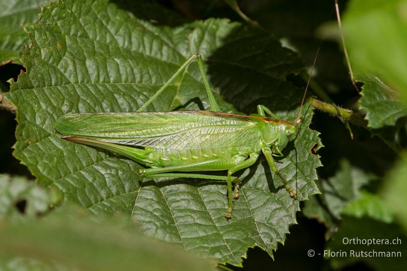 Tettigonia viridissima ♀ - CH, VS, Gampel, 13.08.2013