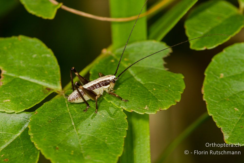 Larve von Pachytrachis gracilis - IT, Friaul-Julisch Venetien, Triest, 09.06.2014