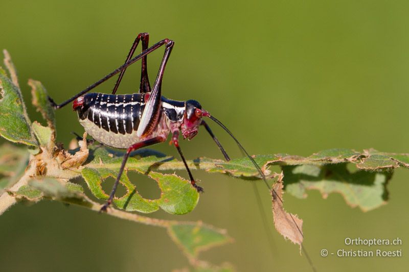 Barbitistes ocskayi ♂ - HR, Istrien, Prodol, 03.06.2014