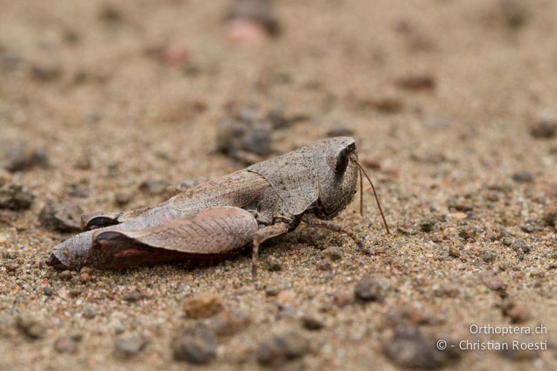 Kurzfühlerschrecke - SA, Limpopo, Mutale, Pafuri River Camp, 04.01.2015