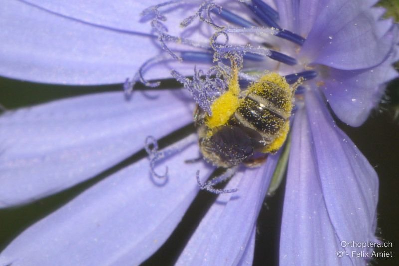 Biene der Gattung Lasioglossum - HR, Istrien, Boljunsko Polje, 20.07.2015