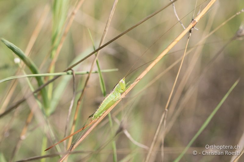 Conocephalus hastatus ♀ - BG, Chaskowo, Matochina, 09.07.2018