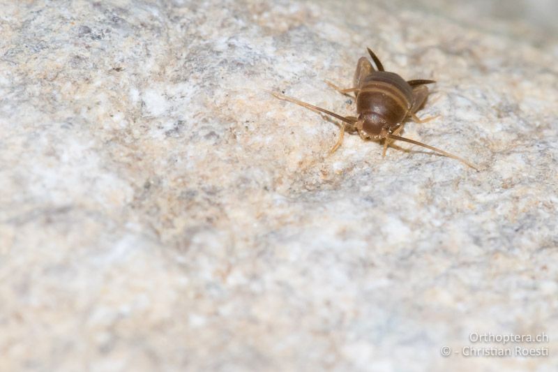 Ameisengrille Myrmecophilus sp. Larve ex situ - BG, Chaskowo, Matochina, 09.07.2018