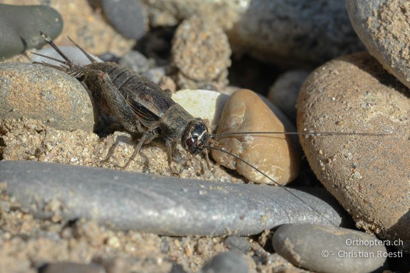 Modicogryllus frontalis ♀ - DE, Baden-Württemberg, Buggingen, 12.05.2007