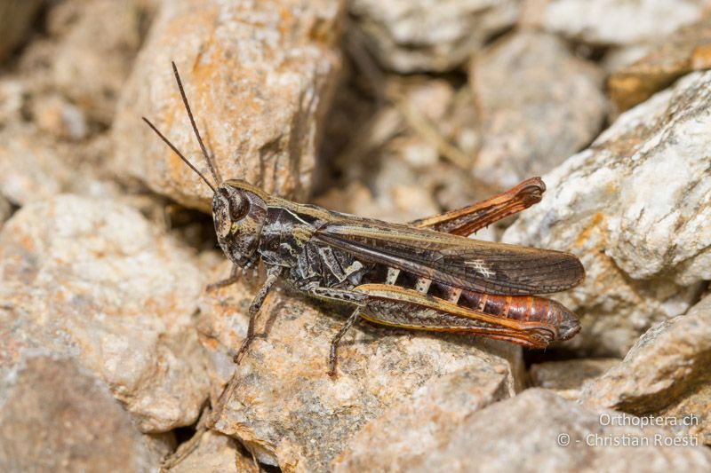 Chorthippus eisentrauti ♀ - CH, TI, Mt. Lema, 12.10.2011