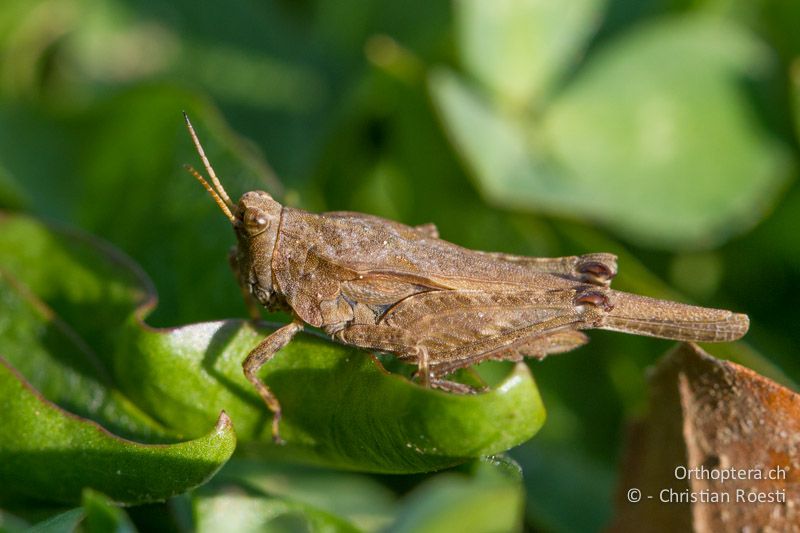 Tetrix subulata ♀ - CH, BE, Wasen, 23.03.2012