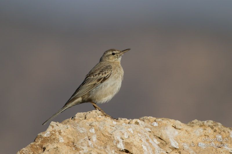 Männlicher Langschnabelpieper (Long-billed Pipit, Anthus similis). Dana, 18.05.201.