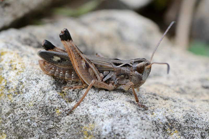 Stenobothrus grammicus ♂ - FR, Mont Ventoux, 04.07.2014