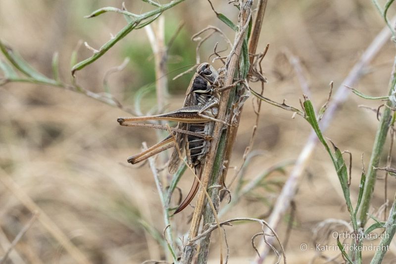 Steppen-Beissschrecke (Montana montana) ♀ - AT, Niederösterreich, Ebergassing, 08.07.2018