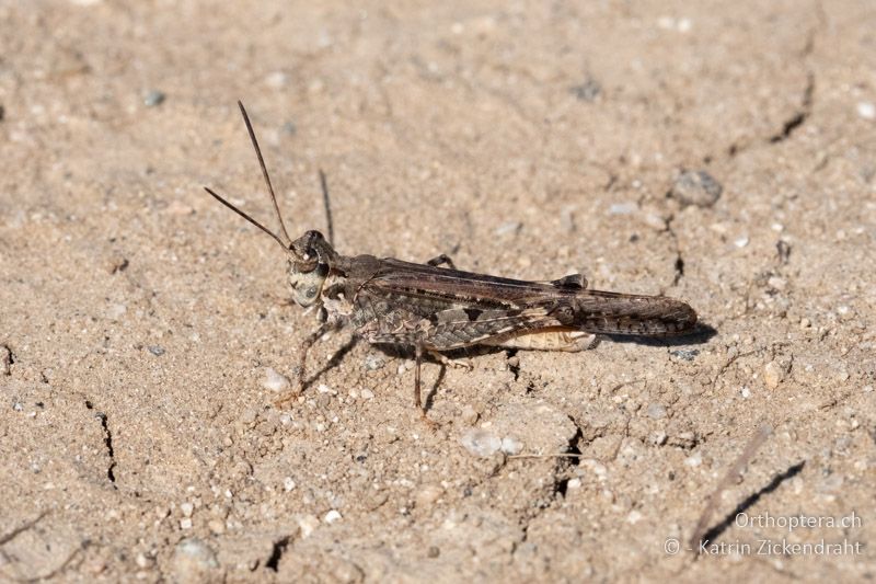 Schlanke Ödlandschrecke (Acrotylus patruelis) ♂ - BG, Blagoevgrad, Ploski, 14.07.2018