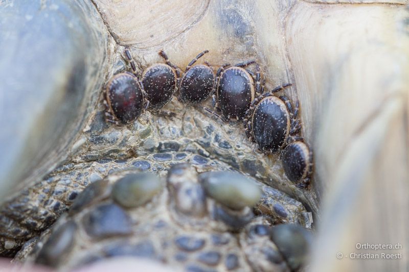 Zecken an den Füssen einer Maurischen Landschildkröte (Testudo graeca).