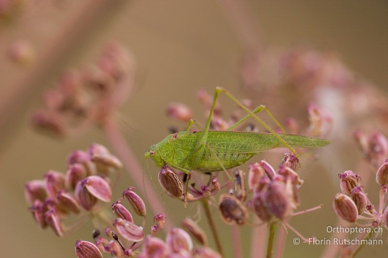 Phaneroptera nana ♂ - AT, Niederösterreich, Braunsberg, 10.09.2008