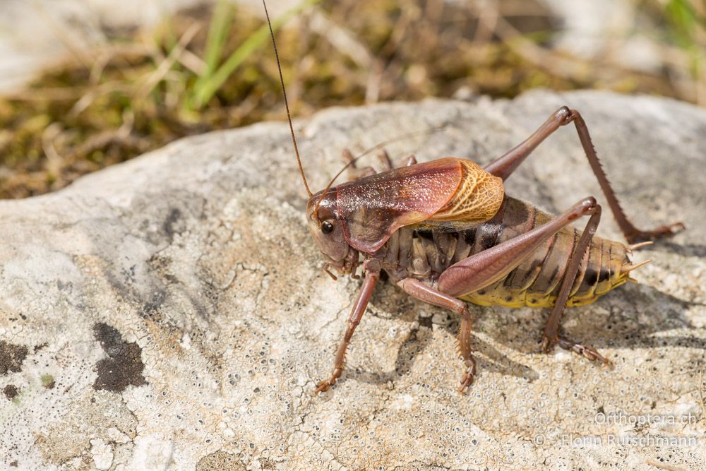 Balkan-Bergschrecke (Psorodonotus fieberi illyricus) - HR, Istrien, Učka-Gebirge, 02.08.2014