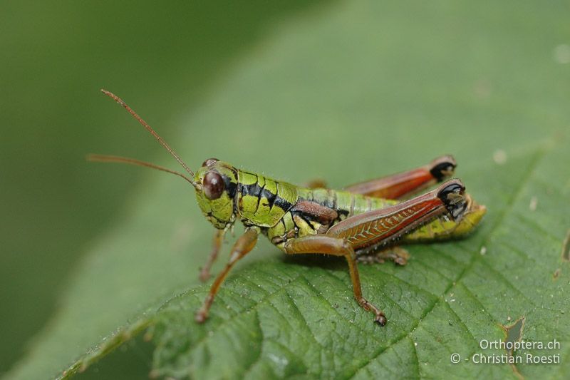 Pseudopodisma fieberi ♂ - IT, Venetien, Schio, Mt. Summano, 02.10.2006