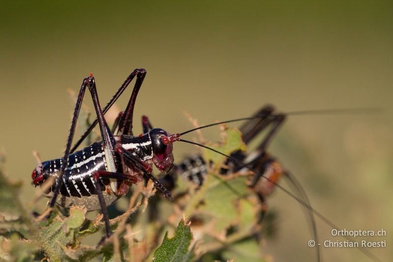 Barbitistes ocskayi ♂ - HR, Istrien, Prodol, 03.06.2014