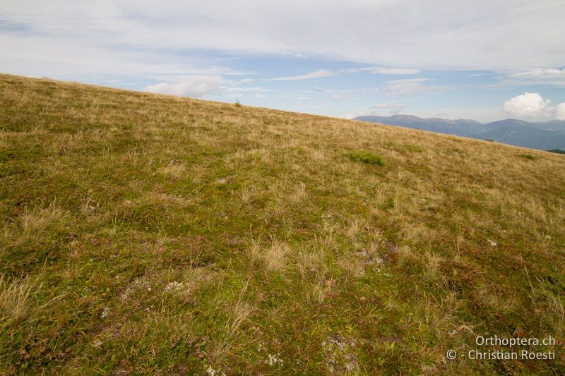 Zwergstrauchheide - AT, Kärnten, Reichenfels, 16.09.2016