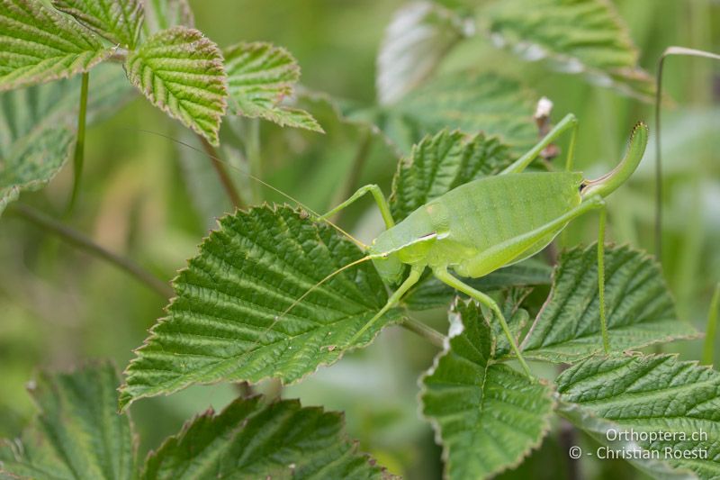 Isophya leonorae ♀ - BG, Blagoewgrad, Bergwiese bei Pass nach Pirin, 12.07.2018