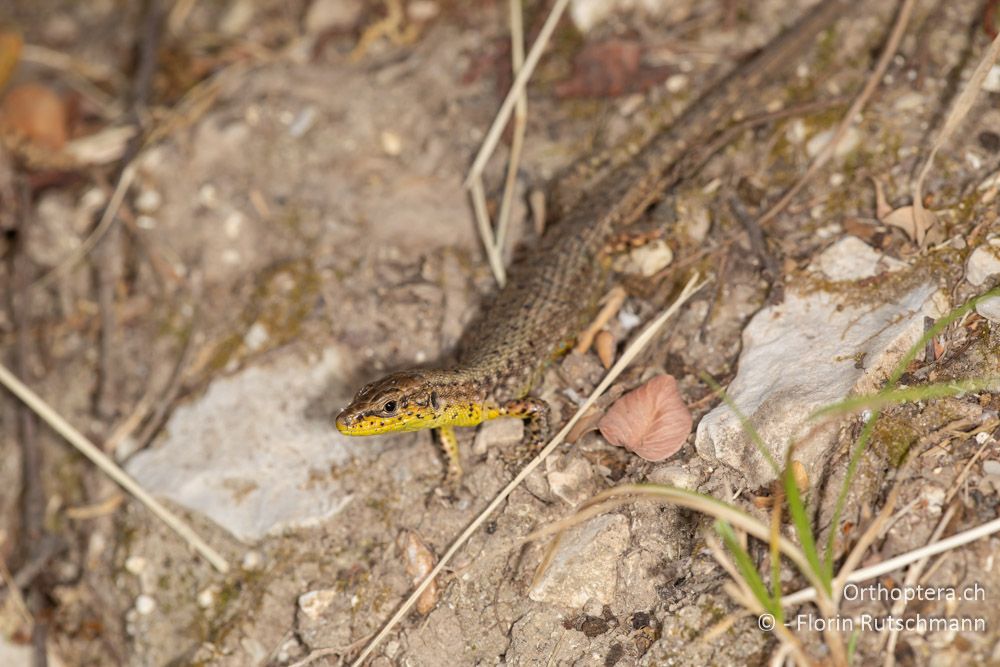 Algyroides nigropunctatus - GR, Ionische Inseln, Lefkada, 11.06.2024