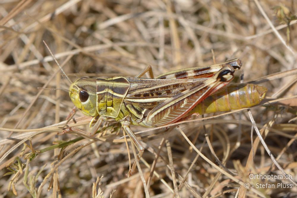 Arcyptera microptera ♀ - HR, Istrien, Bokordići, 19.07.2015