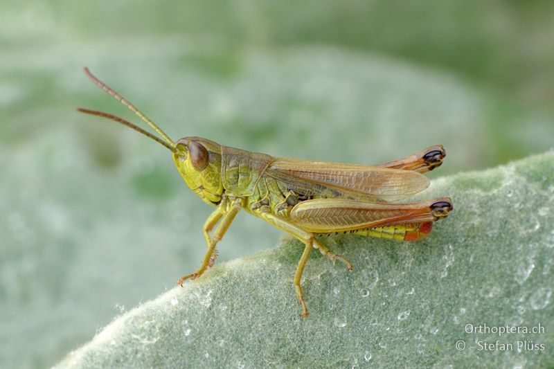 Chorthippus parallelus tenuis ♂ - GR, Westmakedonien, Mt. Vernon, 10.07.2013