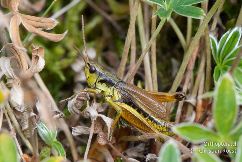 Podismopsis keisti ♂ - CH, SG, Gamserrugg, 05.09.2010