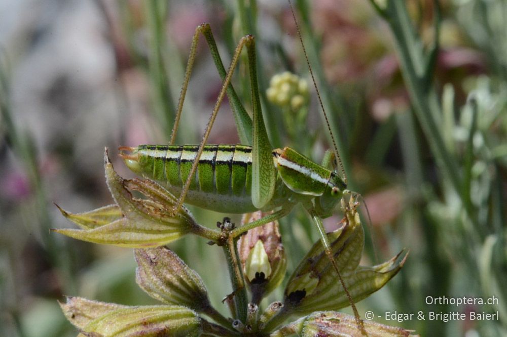 Poecilimon elegans ♂ - HR, Cres, Predošćica, 21.06.2016