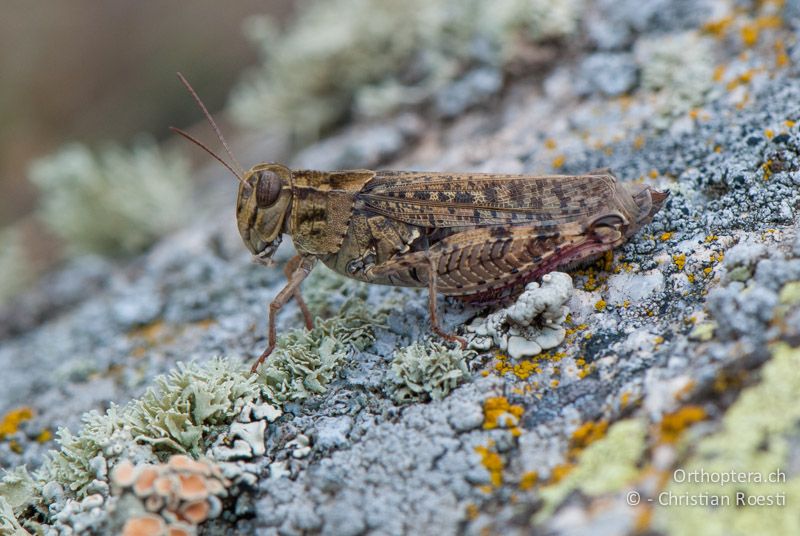 Calliptamus barbarus ♀ - FR, Pyrénées-Orientales, Saillagouse, 04.10.2010