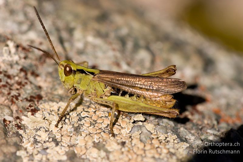 Chorthippus biguttulus ♂ - CH, GR, Sent, 16.08.2008