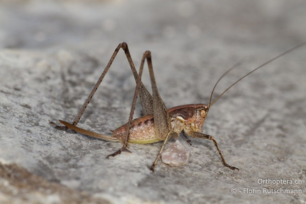 Rhacocleis germanica Weibchen - Am Kalodiki-See, 08.07.2012