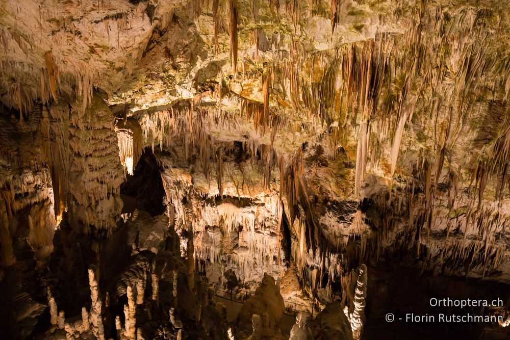 Höhle von Postojna - SLO, Osrednjeslovenska, Postojna, 26.07.2015