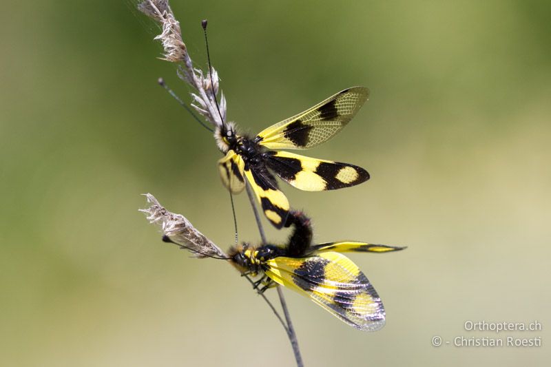 Paarung der Östlichen Schmetterlingshaft (Libelloides macaronius) - HR, Istrien, Galižana, 04.06.2014