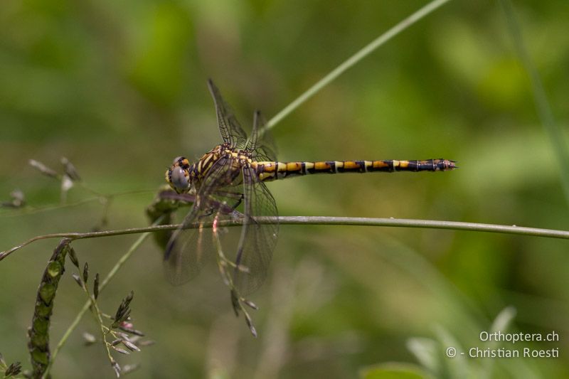 Paragomphus cognatus, Rock Hooktail ♀ - SA, Mpumalanga, Dullstroom, Field & Stream Lodge, 13.01.2015