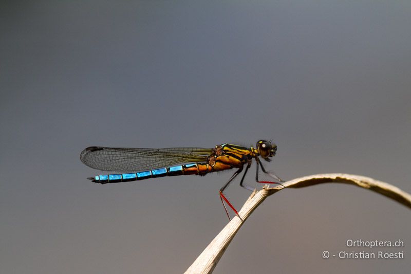 Platycypha caligata, Dancing Jewel ♂ - SA, Mpumalanga, Dullstroom, Field & Stream Lodge, 13.01.2015