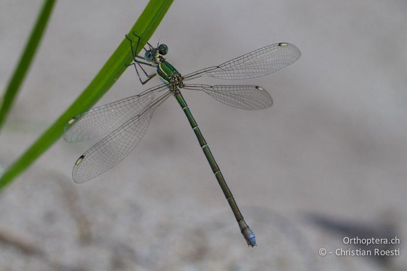 cf. Chlorolestes fasciatus, Mountain Malachite ♀ - SA, Mpumalanga, Dullstroom, Field & Stream Lodge, 13.01.2015 - SA, Mpumalanga, Dullstroom, Field & Stream Lodge, 13.01.2015