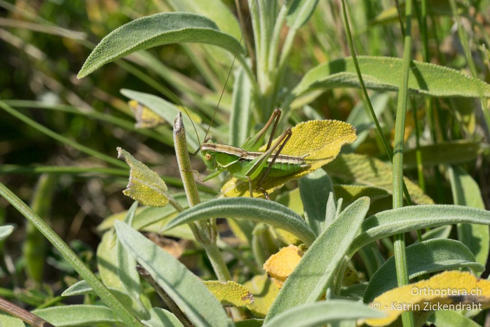 Bicolorana kraussi (kuntzeni) ♂, Larve - HR, Istrien, Skitača, 24.06.2016