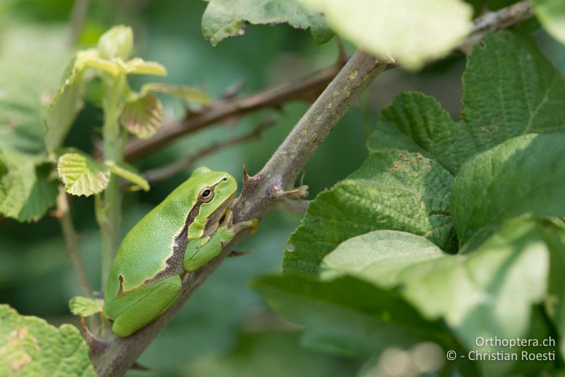 Laubfrosch (Hyla arborea) - BG, Blagoewgrad, Ribnik an der Struma, 13.07.2018