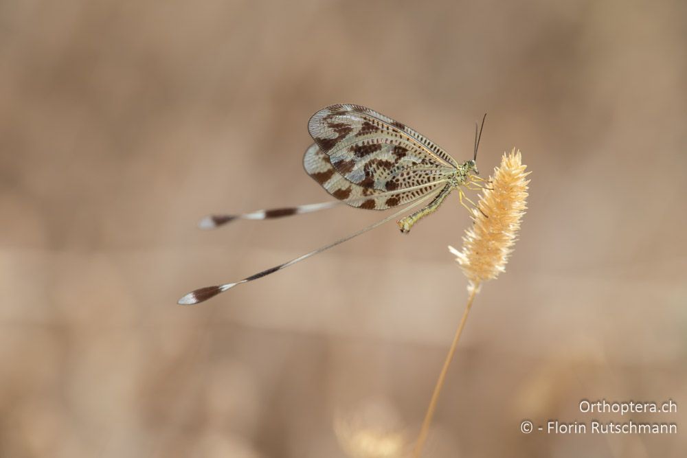 Nemoptera coa - GR, Epirus, Preveza, 07.06.2024