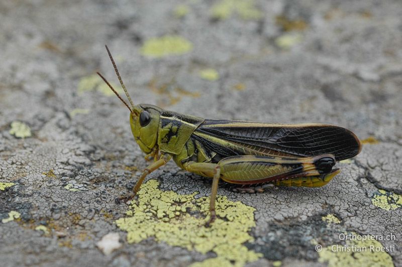 Arcyptera fusca ♂ - IT, Aostatal, Lago di Chamolé, 04.08.2006