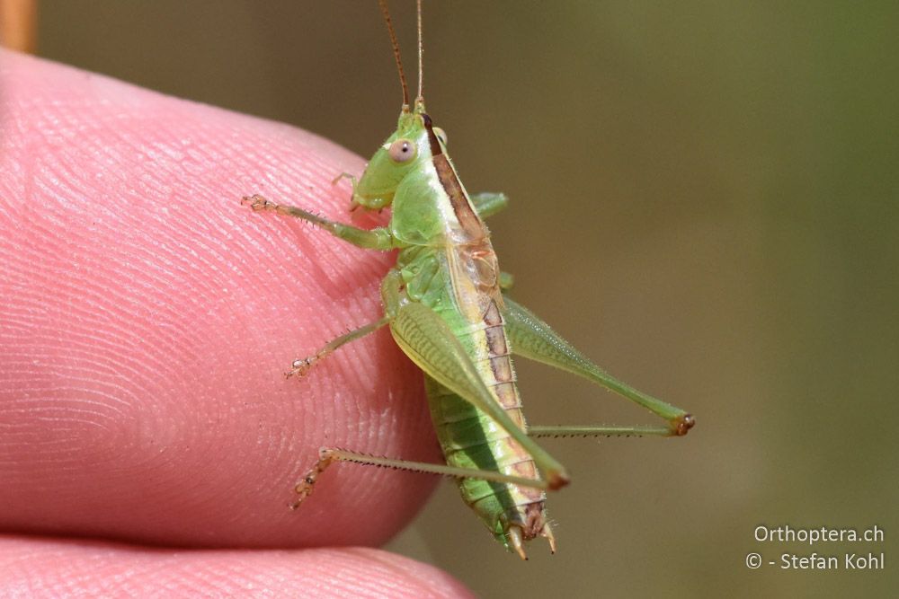 Conocephalus hastatus ♂ - BG, Chaskowo, Matochina, 09.07.2018