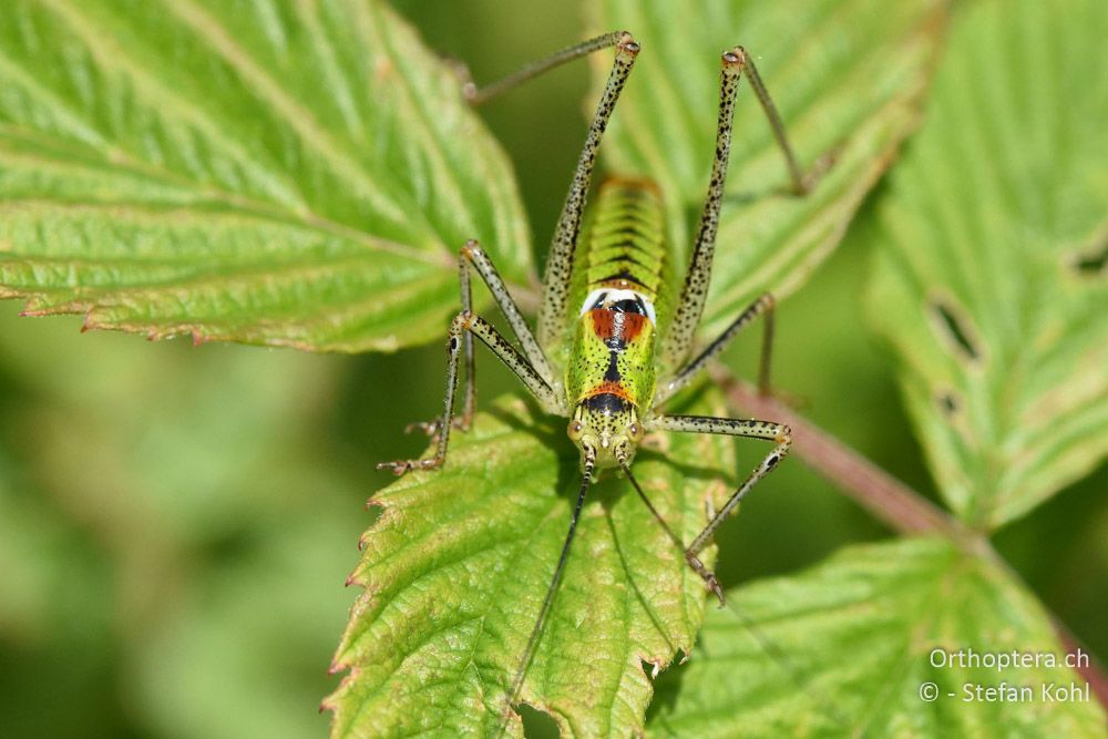 Poecilimon thoracicus ♂ - BG, Blagoewgrad, Bergwiese bei Pass nach Pirin, 12.07.2018