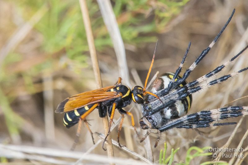 Batozonellus lacerticida beim Abschleppen der Beute - GR, Zentralmakedonien, Korinos, 15.07.2017