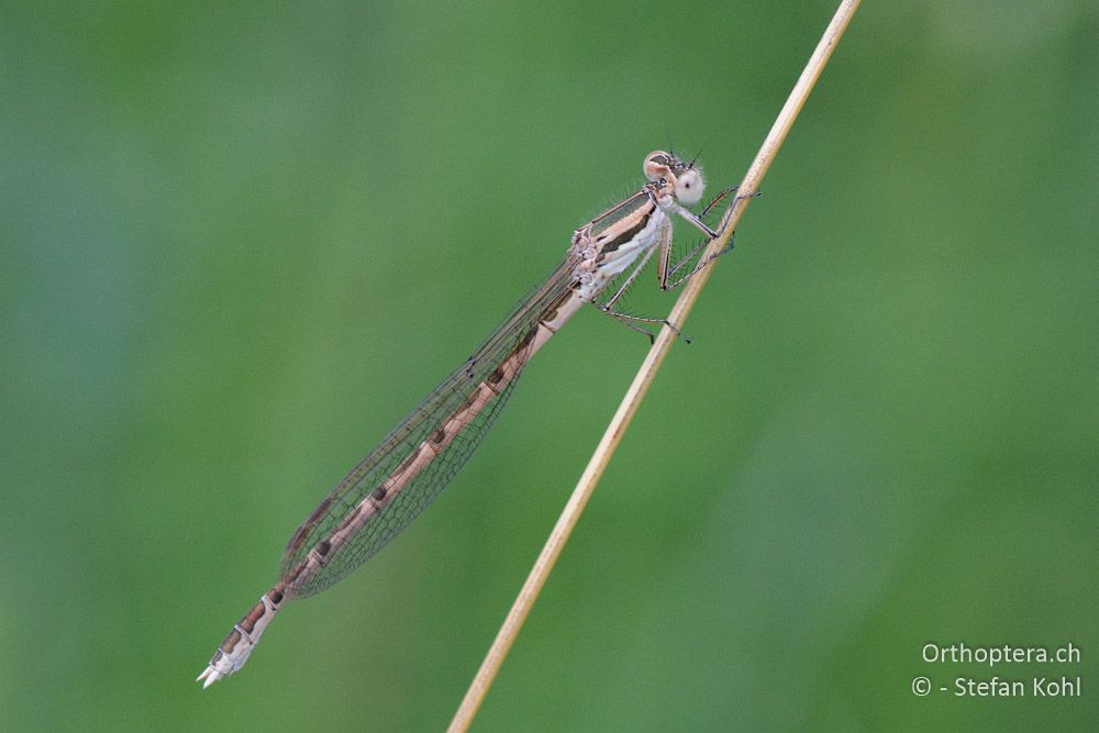 Sympecma fusca ♀ - HR, Istrien, Račja Vas, 24.07.2015