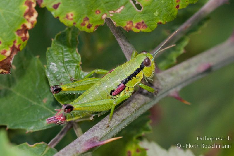 Odontopodisma schmidtii ♀ - IT, Friaul-Julisch, Cornino, 12.07.2010