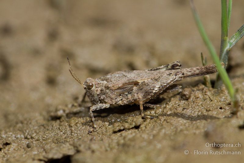 Tetrix bolivari ♀ - GR, Westmakedonien, Kastoria, 19.07.2011