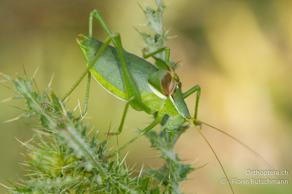 Sie ist häufig, aber gut getarnt und unauffällig. Isophya leonorae beim Singen - Mt. Pangeon, 11.07.2012